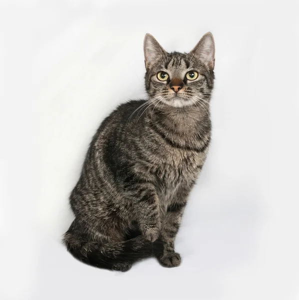 Striped cat sits on gray — Stock Photo, Image