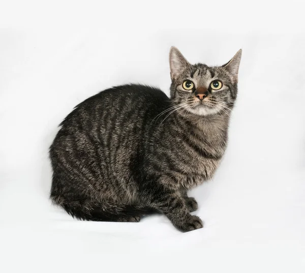 Striped cat sits on gray — Stock Photo, Image