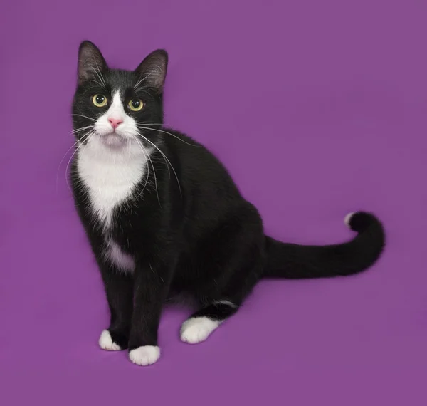 Black and white cat standing on lilac — Stock Photo, Image