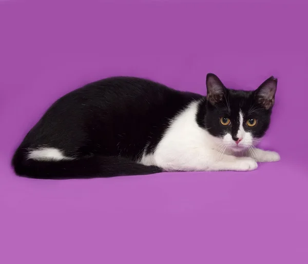 Black and white cat lies on lilac — Stock Photo, Image