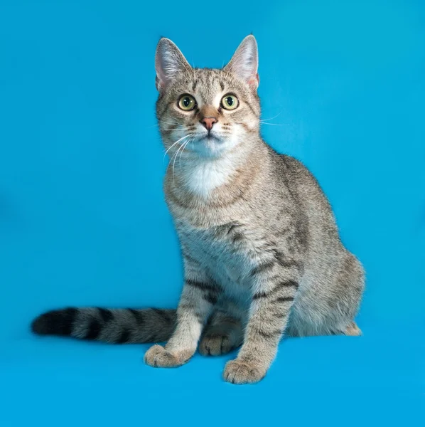 Grey tabby cat sitting on blue — Stock Photo, Image