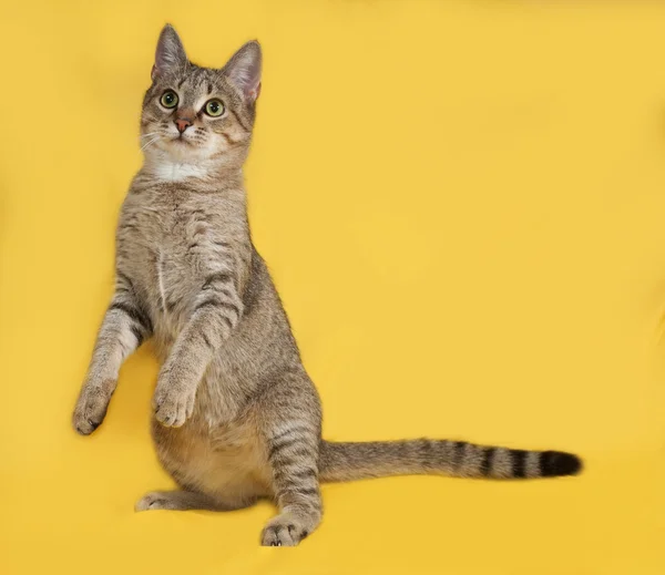 Cinza gato tabby sentado no amarelo — Fotografia de Stock