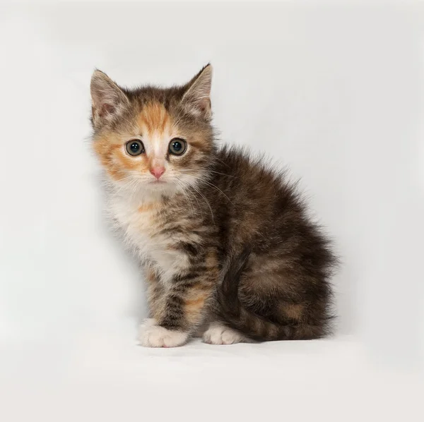 Триколор пушистый котенок сидит на сером — стоковое фото