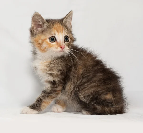 Tricolor gatinho fofo sentado no cinza — Fotografia de Stock