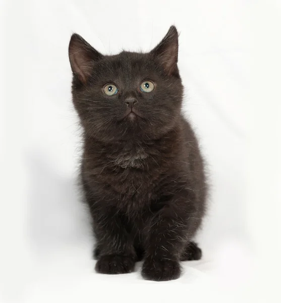 Pequeño gatito negro va en gris — Foto de Stock