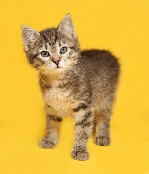 Tabby kitten staande op geel — Stockfoto