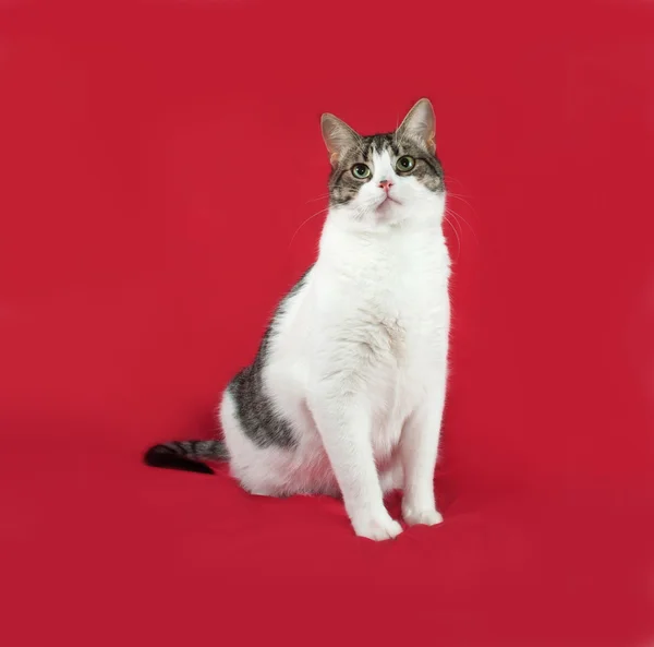 Gestromte und weiße Katze sitzt auf rot — Stockfoto