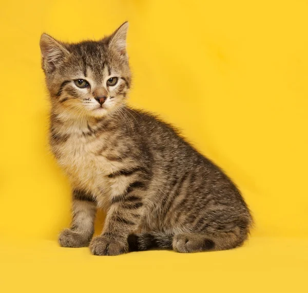 Табби котенок, сидящий на желтом — стоковое фото