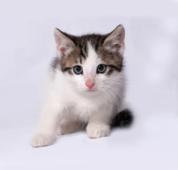 White and striped kitten sitting on gray — Stock Photo, Image