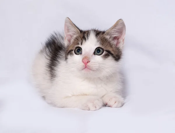 Gatinho branco e listrado deitado no cinza — Fotografia de Stock