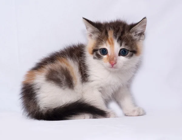 Tricolor fluffy kitten sitting on gray — Stock Photo, Image