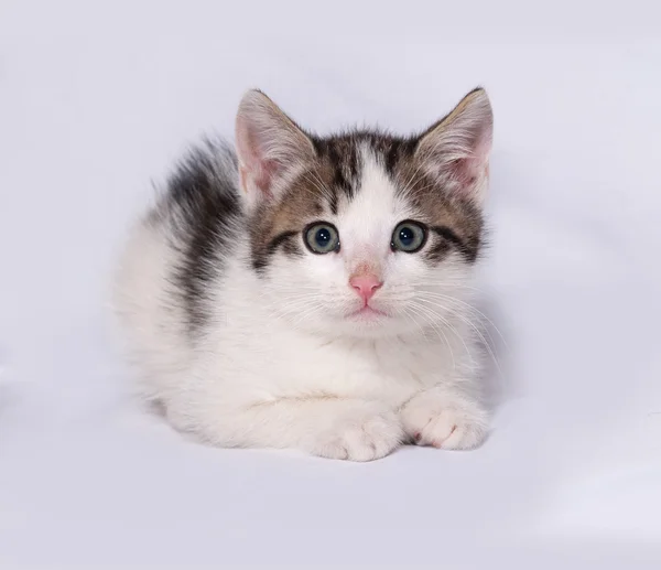 Белый и полосатый котенок лежит на сером — стоковое фото
