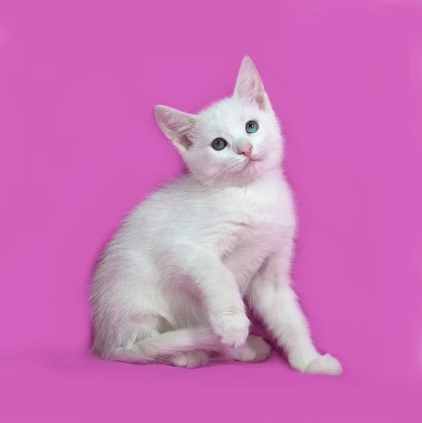 Fluffig vit kattunge sitter på rosa — Stockfoto