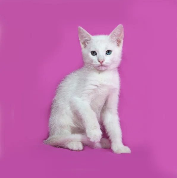 Gatito blanco esponjoso sentado en rosa —  Fotos de Stock