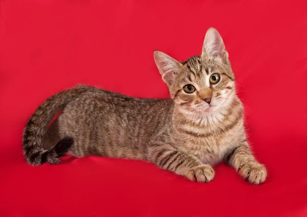 Striped kitten lies on red — Stock Photo, Image