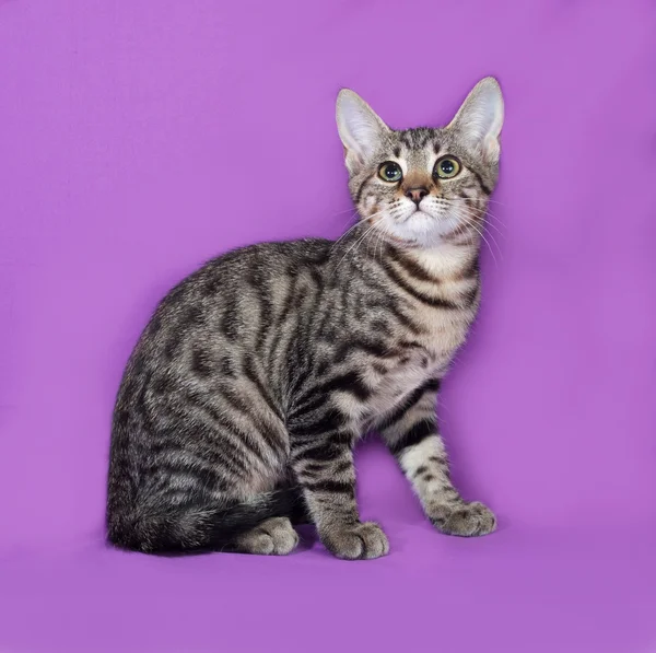Small striped kitten sitting on lilac — Stock Photo, Image
