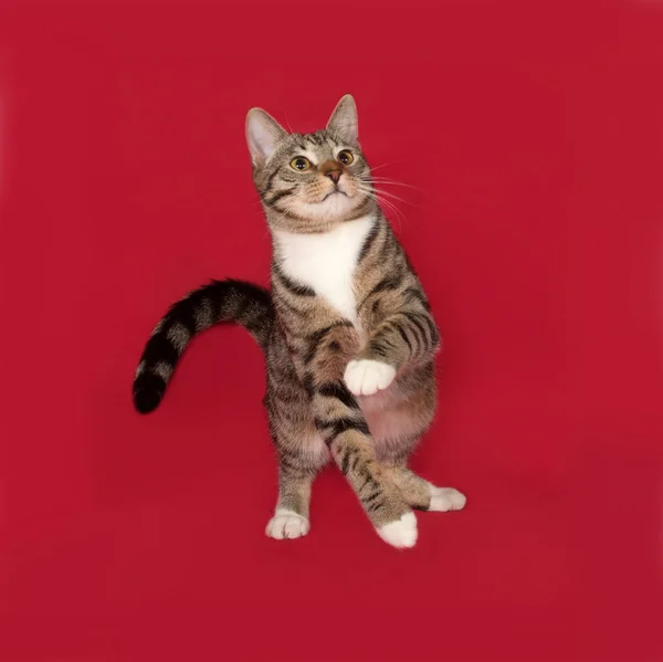 Tabby and white cat playing on red — Stock Photo, Image