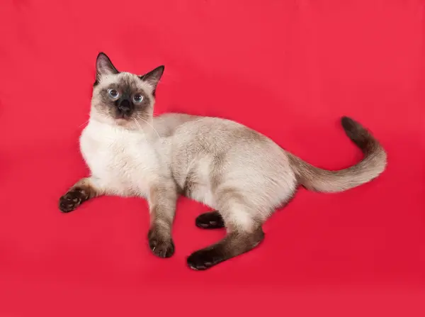 Thai white cat liegt auf rot — Stockfoto