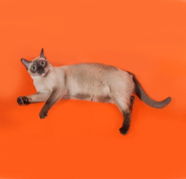 Chat thaï aux yeux bleus couché sur orange — Photo