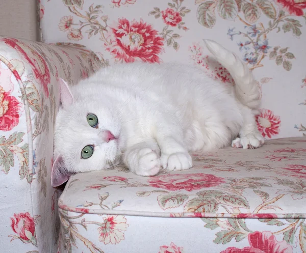 Flauschige weiße Katze liegt auf Stuhl — Stockfoto