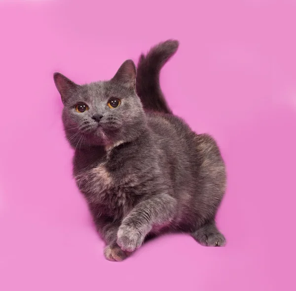 Gray cat sitting on pink — Stock Photo, Image