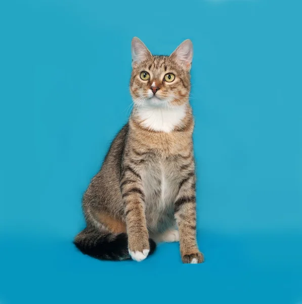 Striped and white cat sitting on blue — Stock Photo, Image