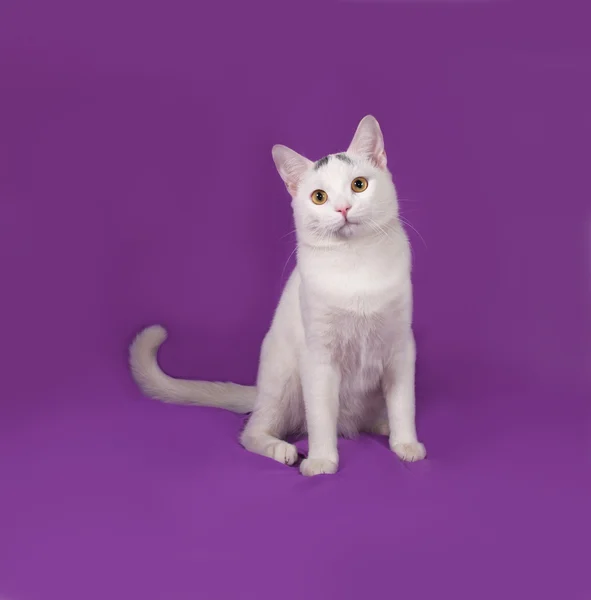 White cat with gray spots sitting on lilac — Stock Photo, Image