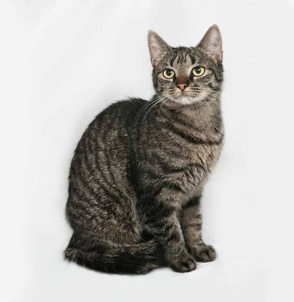 Striped cat sits on gray — Stock Photo, Image