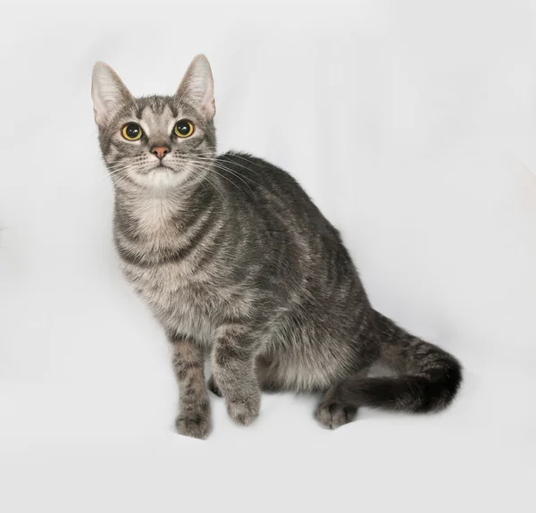 Gatto grigio a strisce e bianco in piedi su grigio — Foto Stock