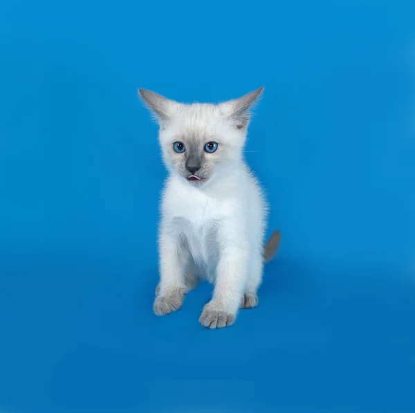 Tajski biały kotek siedzi na niebiesko — Zdjęcie stockowe