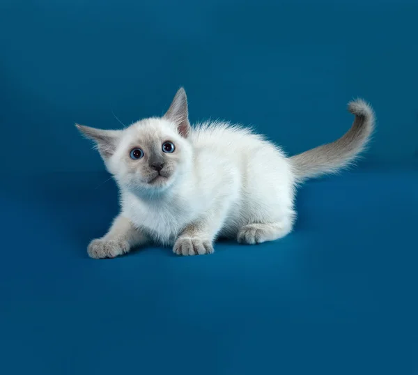 Thai white kitten lies on blue — Stock Photo, Image