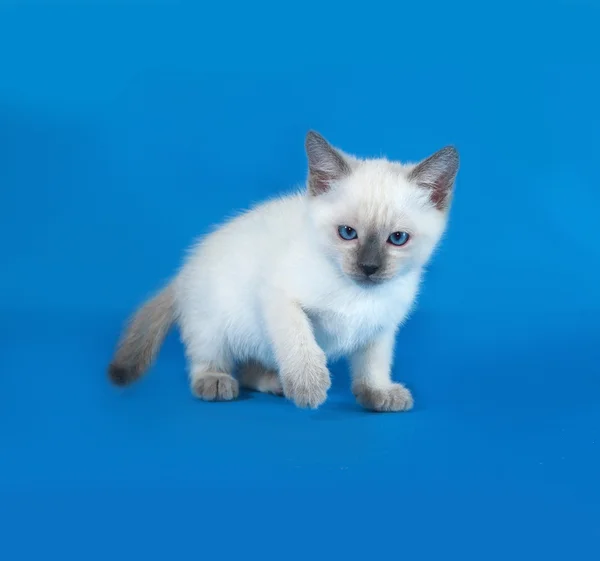 Тайский белый котёнок, стоящий на синей — стоковое фото