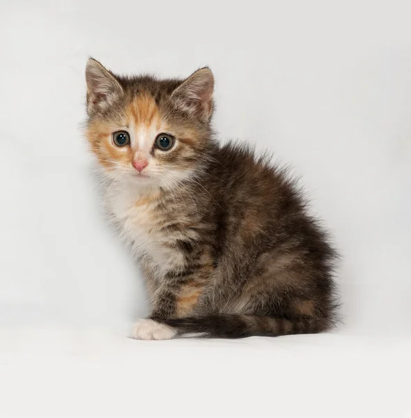 Tricolor fluffy kitten sitting on gray — Stock Photo, Image