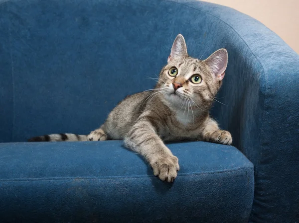 Striped cat lies on chair — Stock Photo, Image