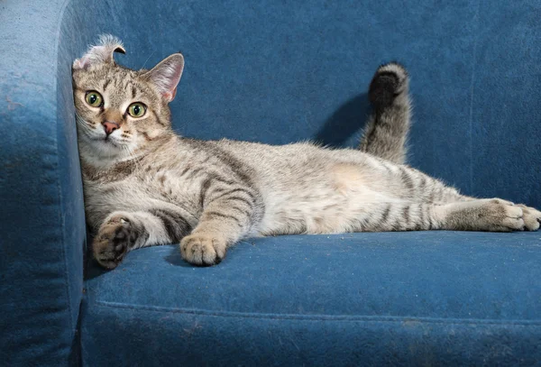 Striped cat lies on chair — Stock Photo, Image