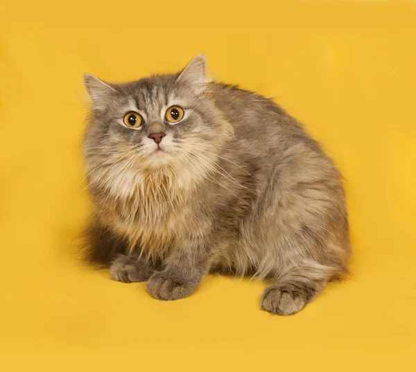 Gris esponjoso gato se encuentra en amarillo — Foto de Stock