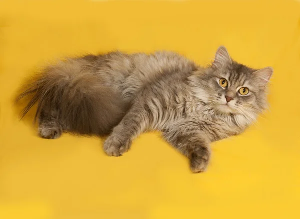 Gris esponjoso gato se encuentra en amarillo —  Fotos de Stock