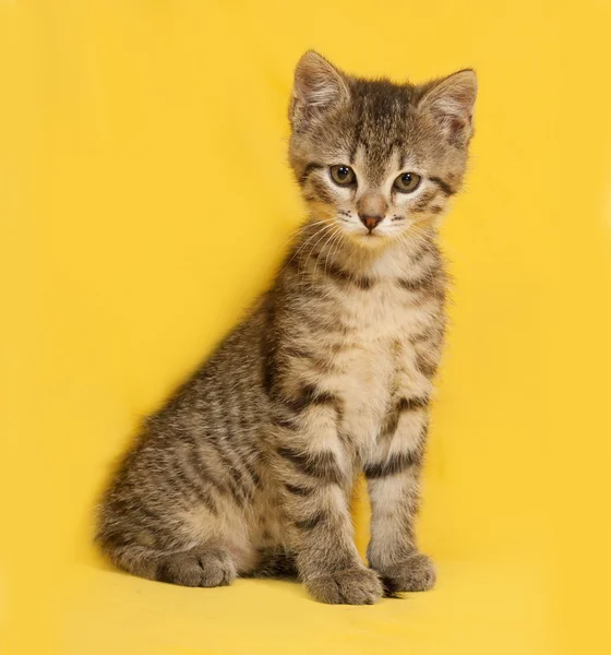 Tříbarevné kotě sedící na žluté — Stock fotografie