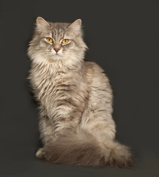 Gray fluffy cat sits on dark gray — Stock Photo, Image