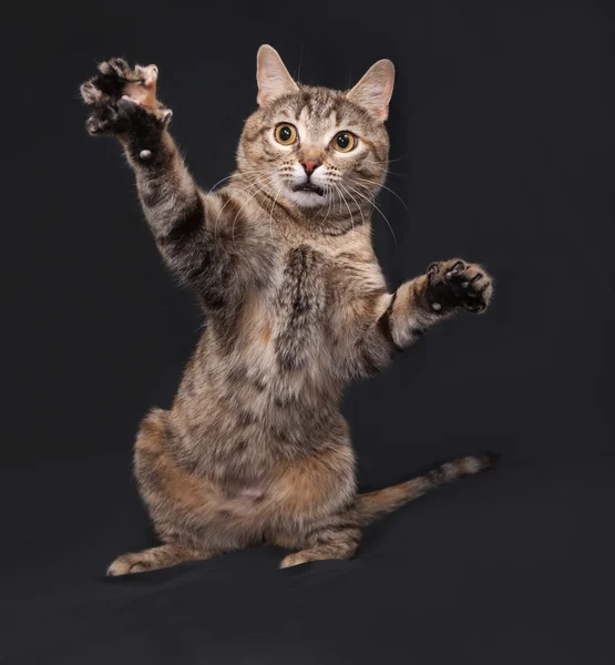 Tricolor gestreifte Katze spielt auf dunkelgrau — Stockfoto