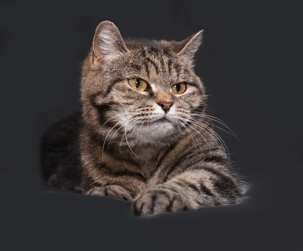 Tricolor striped cat lies on dark gray — Stock Photo, Image