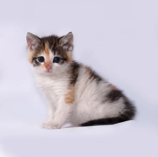 Tricolor fluffy kitten sitting on gray — Stock Photo, Image