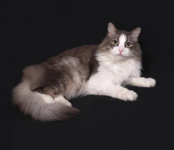 Šedé a bílé chlupaté kočka ležící na tmavě šedá — Stock fotografie