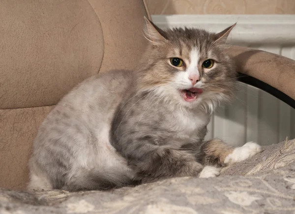 Gris recortado gato manchado sentado en silla — Foto de Stock