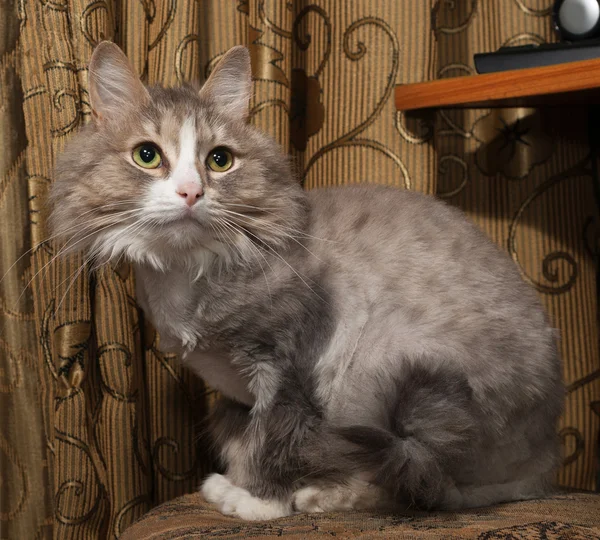 Gray cropped cat spotted sitting on chair — Stock Photo, Image