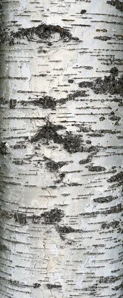 Texture of old birch tree bark with green moss — Stock Photo, Image