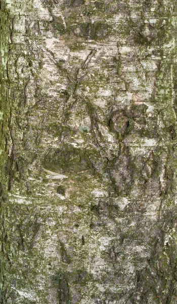 Texture of old birch tree bark with green moss — Stock Photo, Image