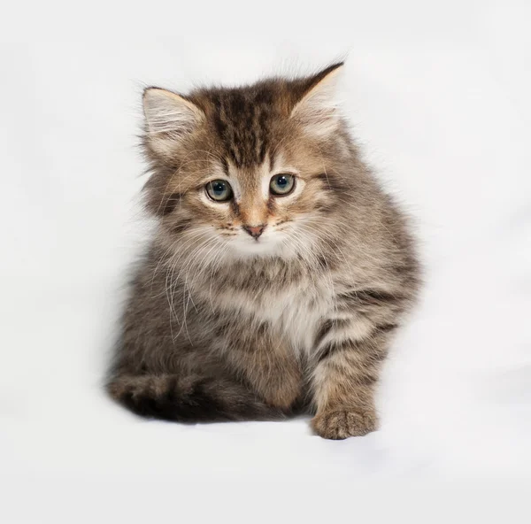 Fluffy tabby siberian kitten standing on gray — Stock Photo, Image