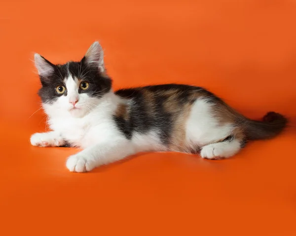 Tricolor fluffy kitten lying on orange — Stock Photo, Image