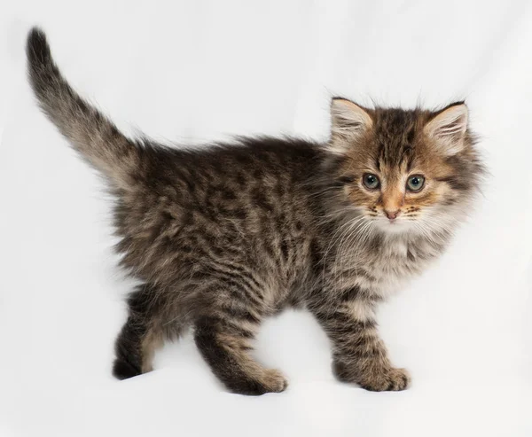Пушистый сибирский полосатый котенок, стоящий на сером Стоковая Картинка